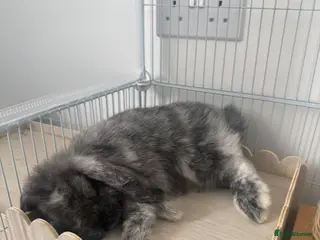 Mini Lop rabbits Mini lop bunny - Advert 1