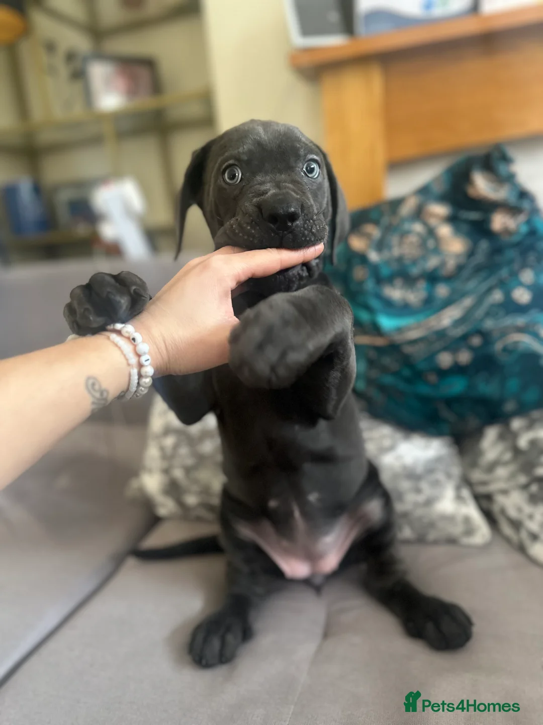 Cane Corso dogs for sale: Balestra Magica Corso IKC/FCI ❤️Last Girl Left❤️ - Advert 14