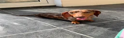 Miniature Dachshund dogs for sale: Beautiful Male KC Registered Miniature Dachshund - Advert 6