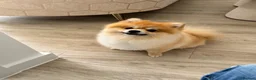 Pomeranian dogs for stud: Pomeranaian for stud  in Birmingham - Advert 4