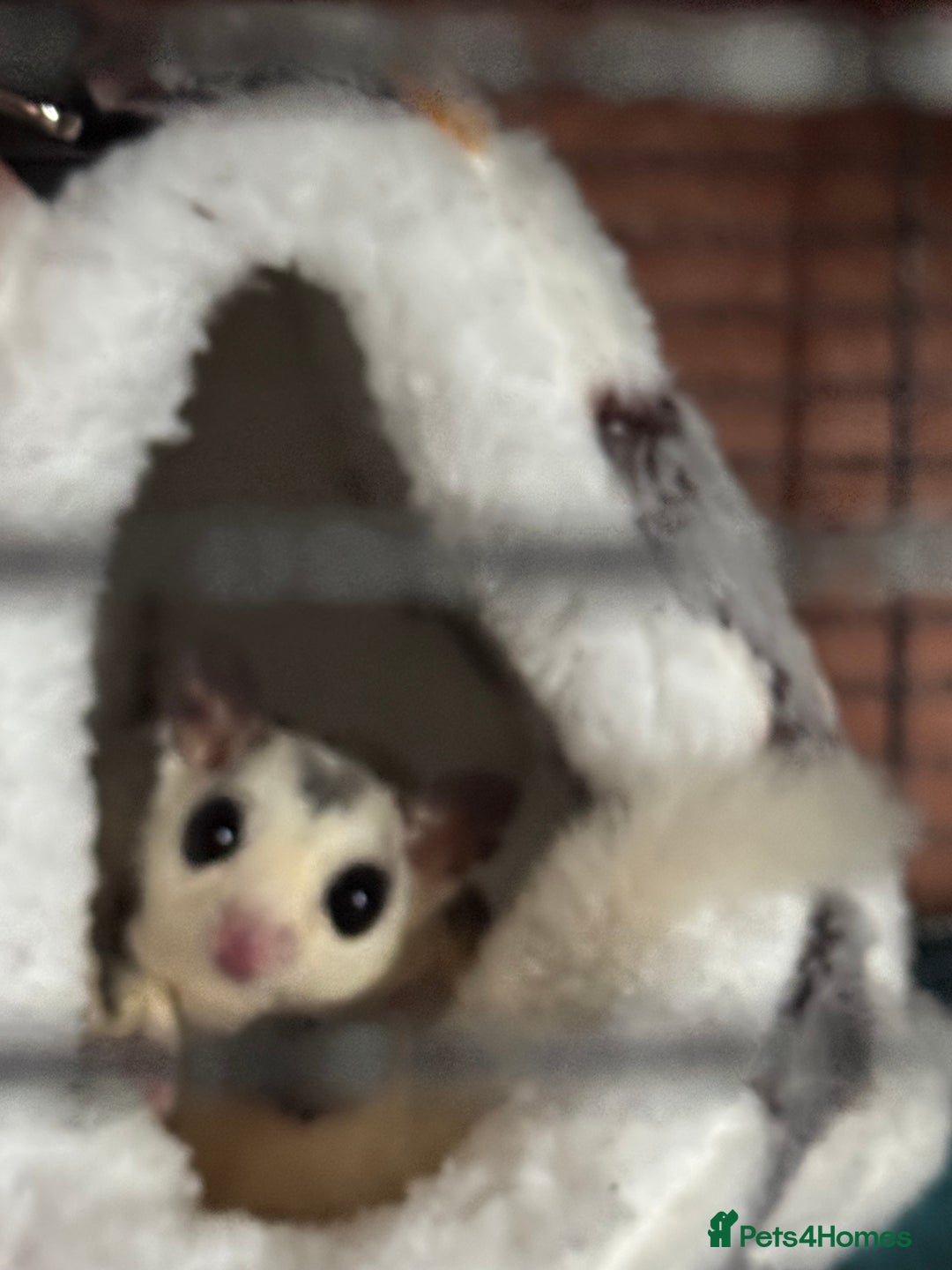 Sugar Glider rodents for sale: 2 female sugar gliders - Advert 1