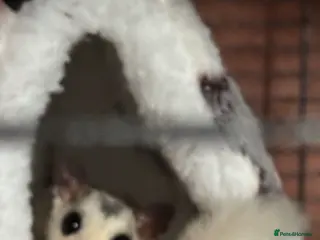 Sugar Glider rodents 2 female sugar gliders - Advert 1