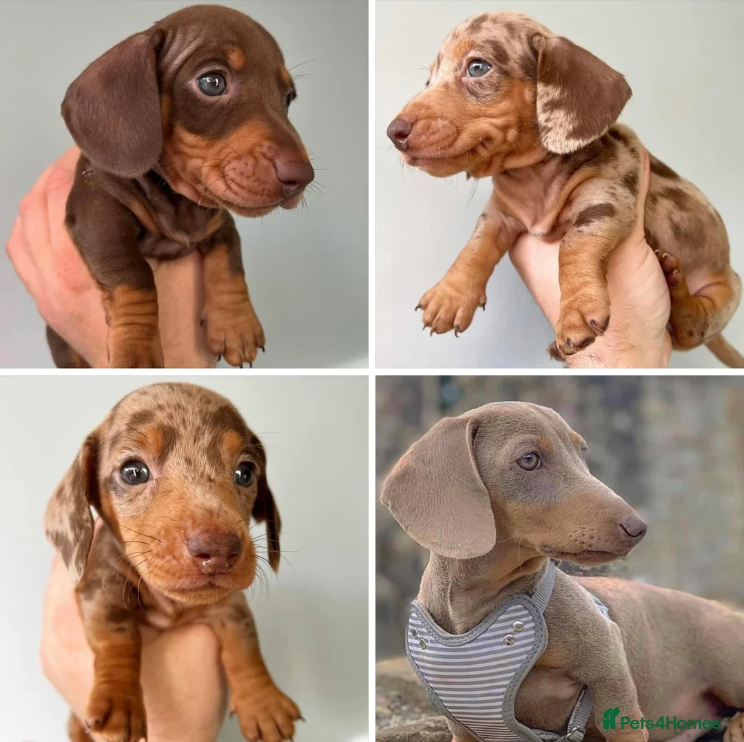 Miniature Dachshund dogs for stud: ISABELLA AND TAN MINIATURE DACHSHUND  in Sunderland - Advert 8