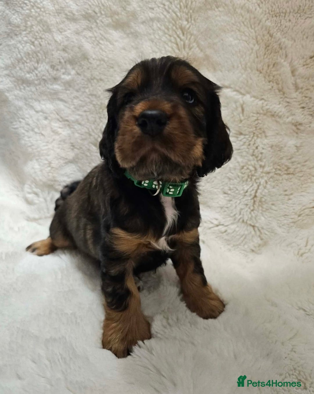 Cocker Spaniel dogs for sale: Litter of gorgeous cocker spaniel puppies  - Advert 24