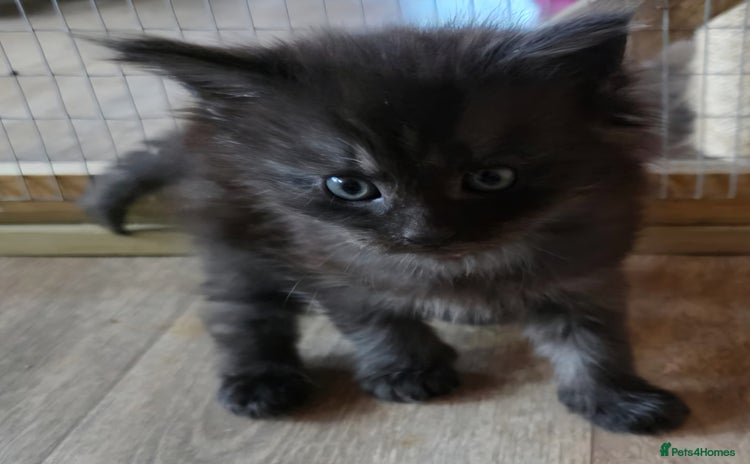 Maine Coon cats - Advert 9
