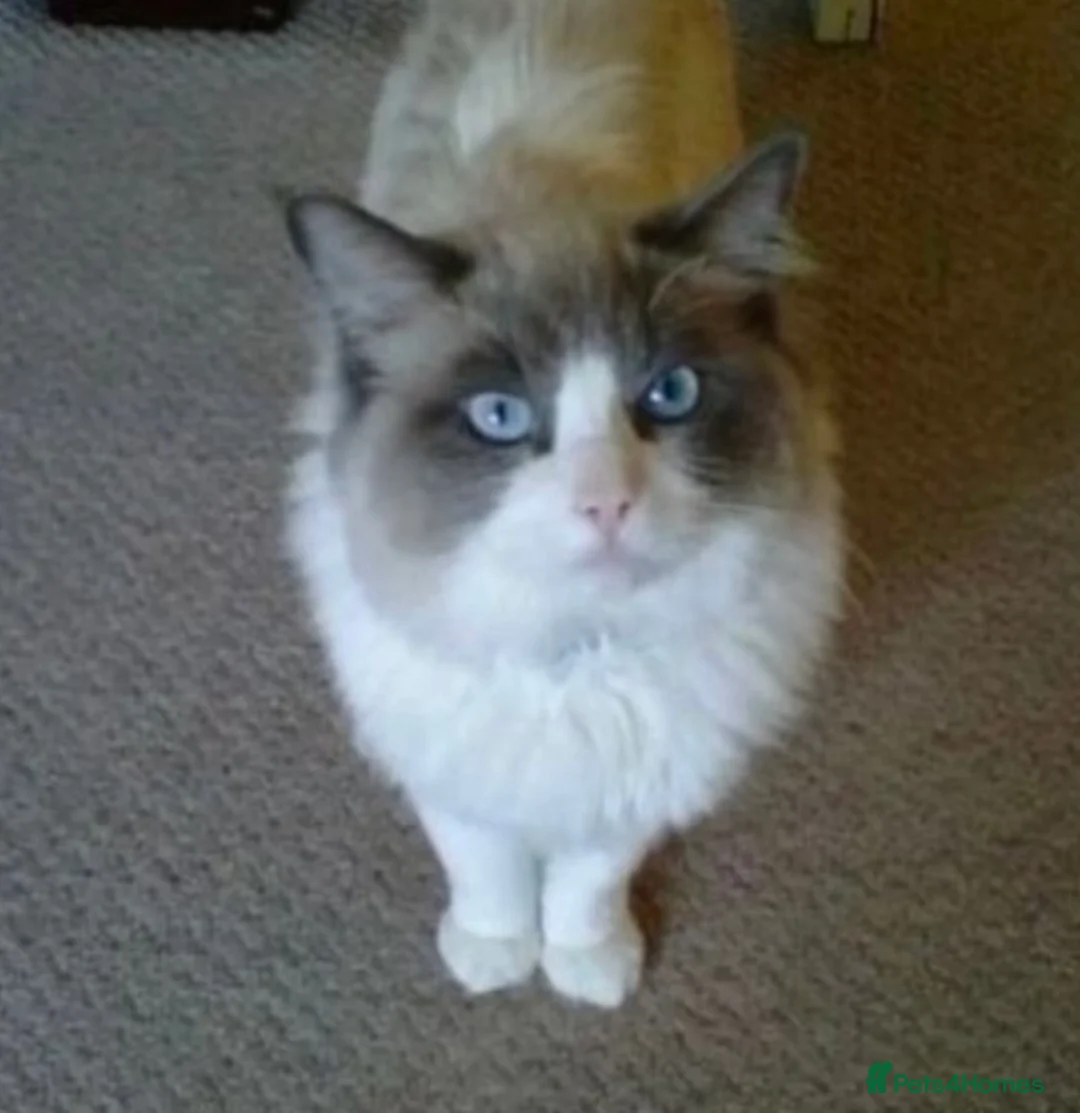 Ragdoll cats for sale: Female Ragdoll Cross Kitten  - Advert 8