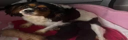 Cavalier King Charles Spaniel dogs for sale: Cavalier king Charles puppies - Advert 3