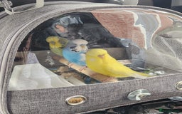 Budgerigars birds for sale: 3 Healthy Budgies with Cage & Toys Manchester  - Image 1
