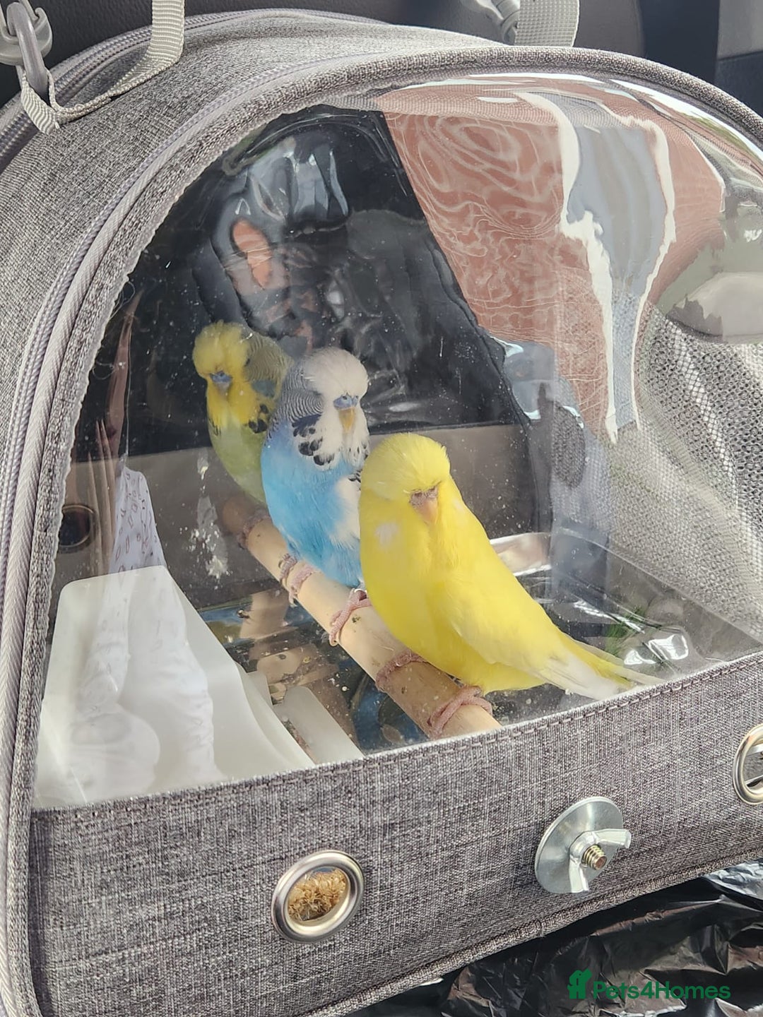 Budgerigars birds for sale: 3 Healthy Budgies with Cage & Toys Manchester  - Image 1