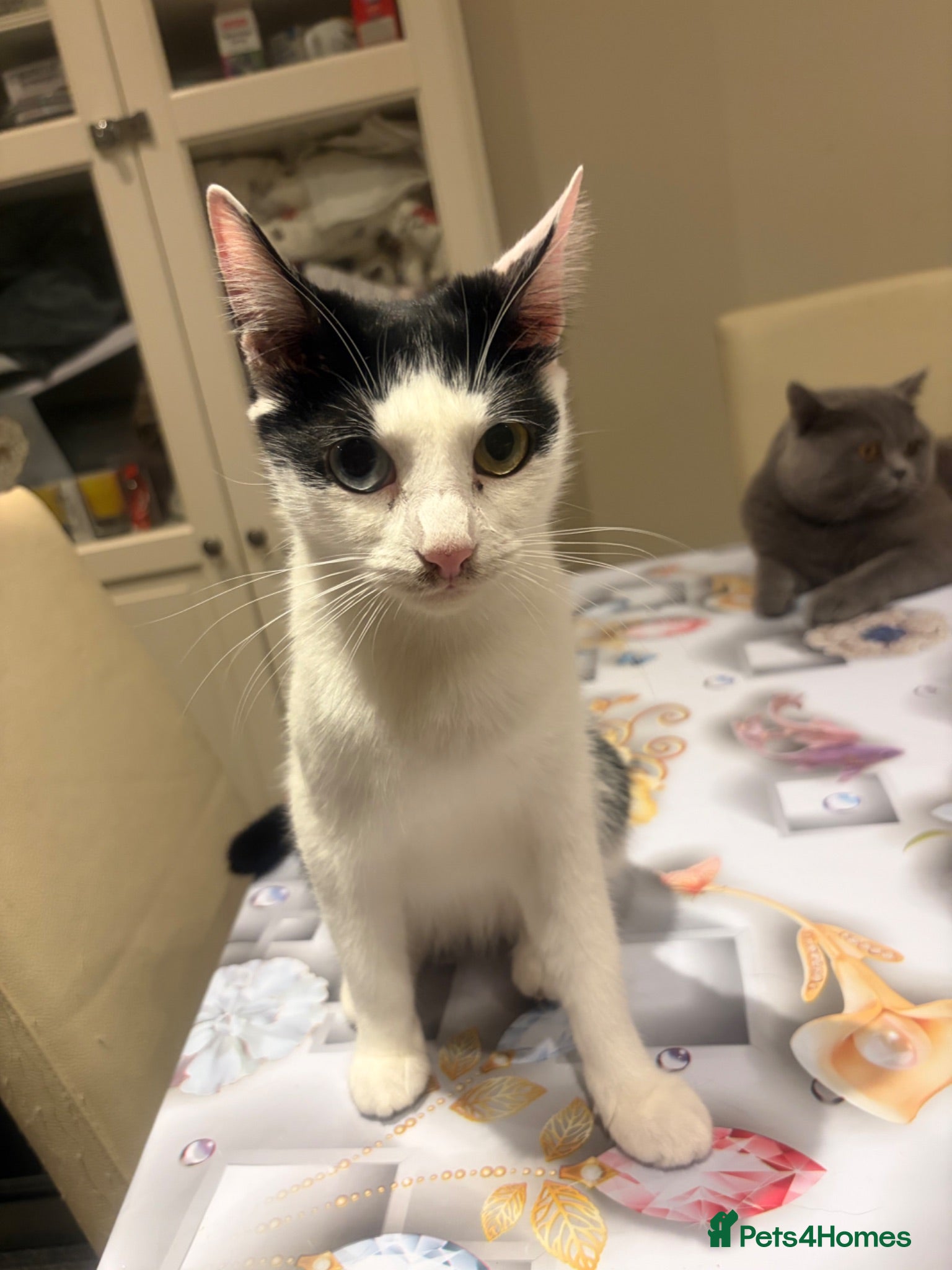 Mixed Breed cats  Mix British short hair kitten  - Advert 1