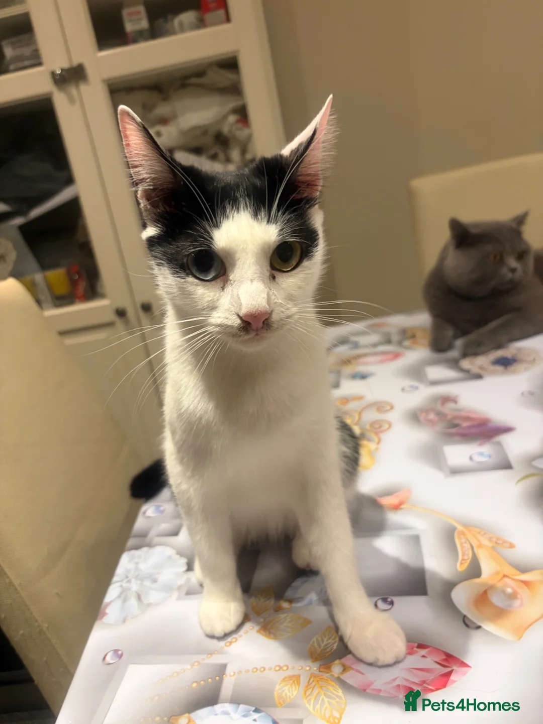 Mixed Breed cats for sale:  Mix British short hair kitten  - Advert 1