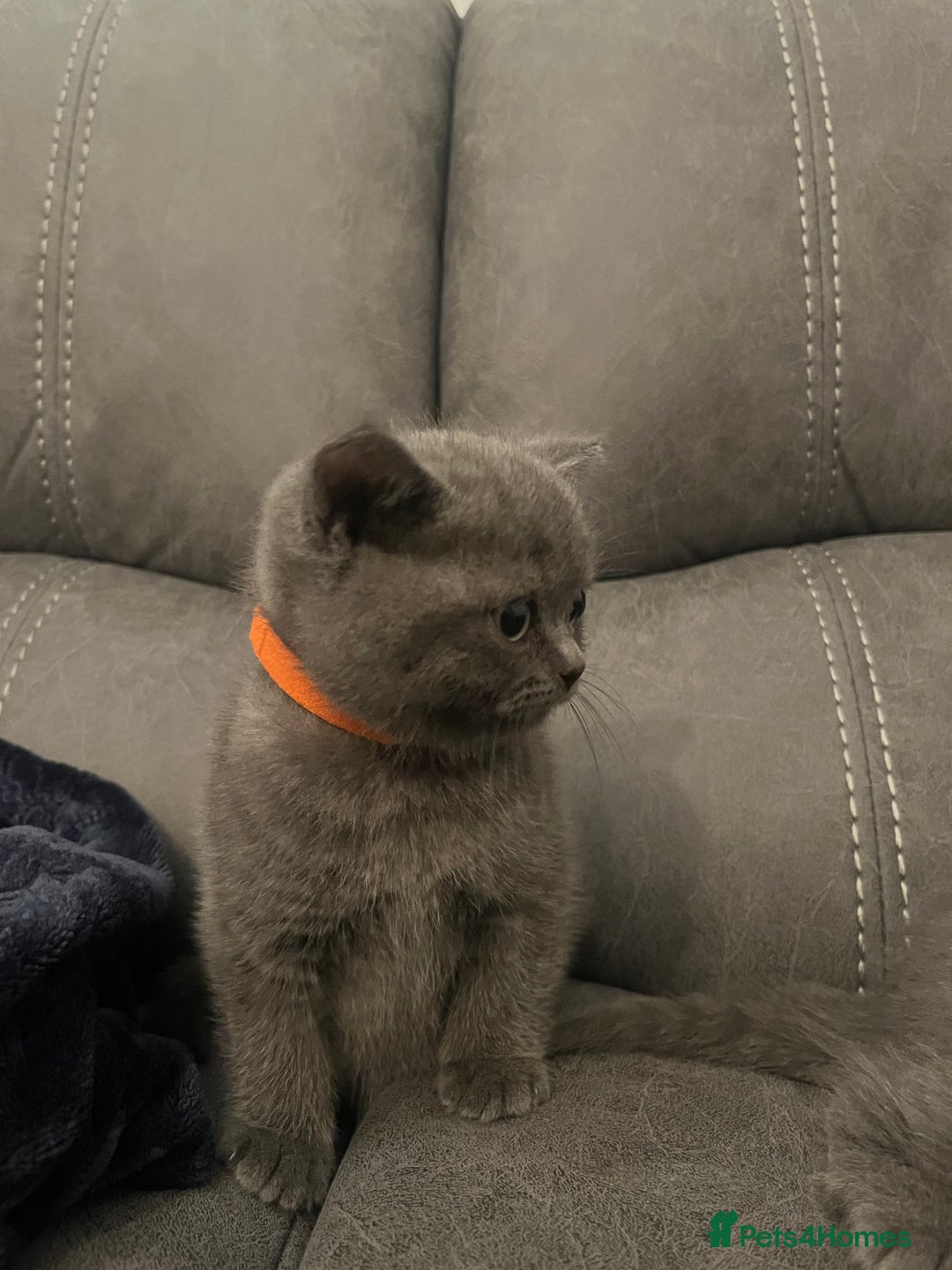 British Shorthair cats for sale: Pedigree BSH fluff balls  - Advert 9