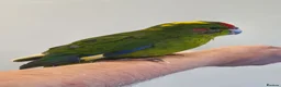 Parakeets birds for sale: Handreared baby Kakariki for sale  - Advert 7