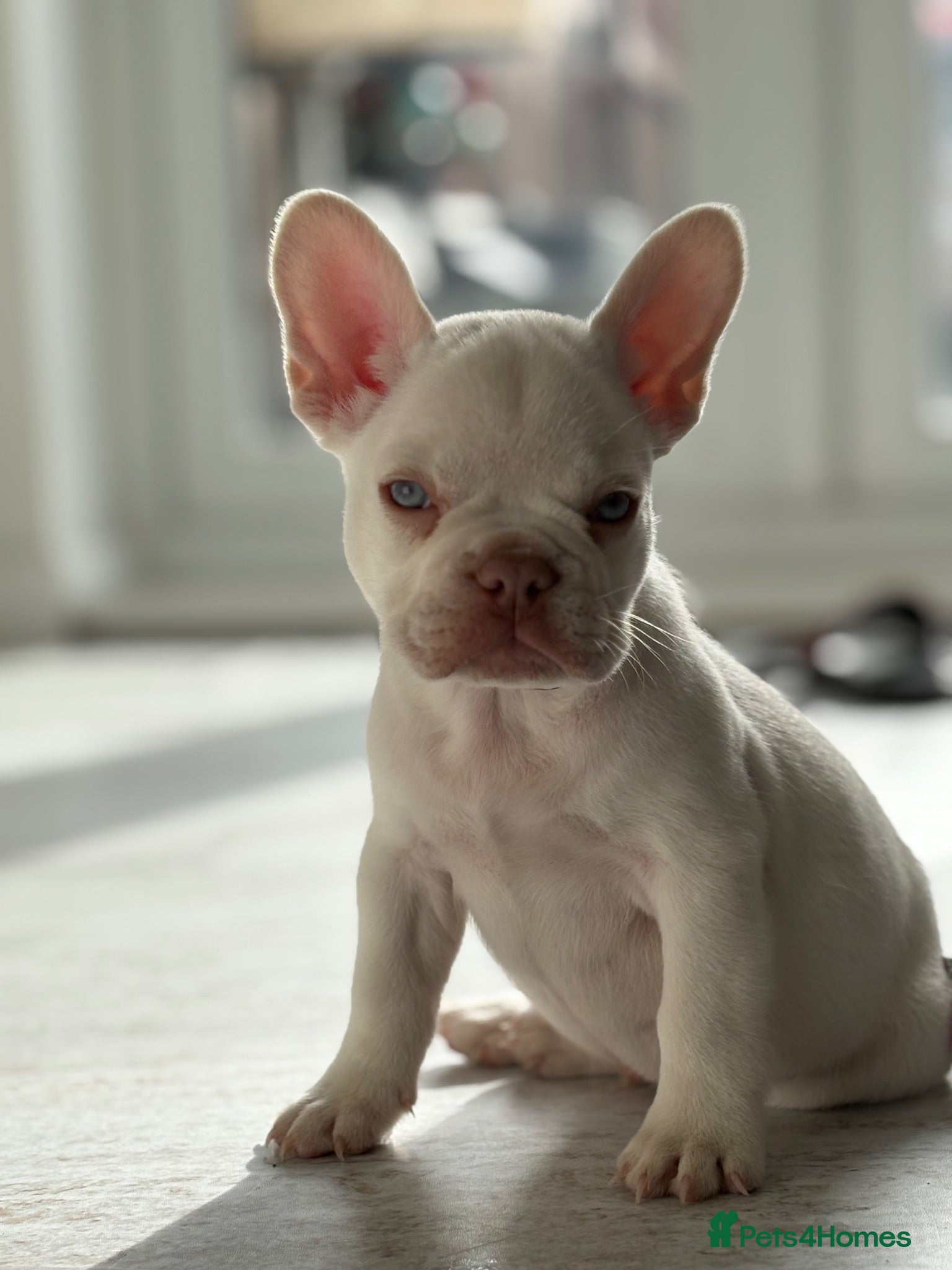 French Bulldog dogs Stunning French Bulldog Puppies – Family Raised - Advert 8