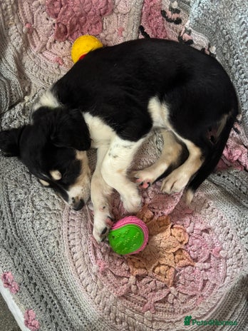 Mixed Breed dogs - Advert 7