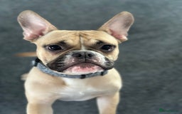 Mixed Breed dogs for sale: FREE Frenchie x pocket bully  - Image 6