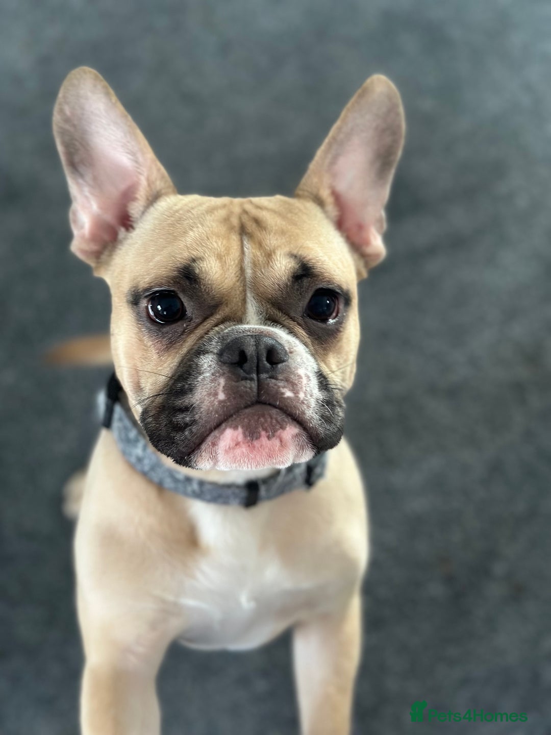 Mixed Breed dogs for sale: FREE Frenchie x pocket bully  - Image 6