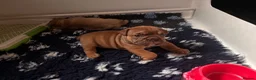 English Bulldog dogs for sale: English bulldogs puppies  - Advert 3