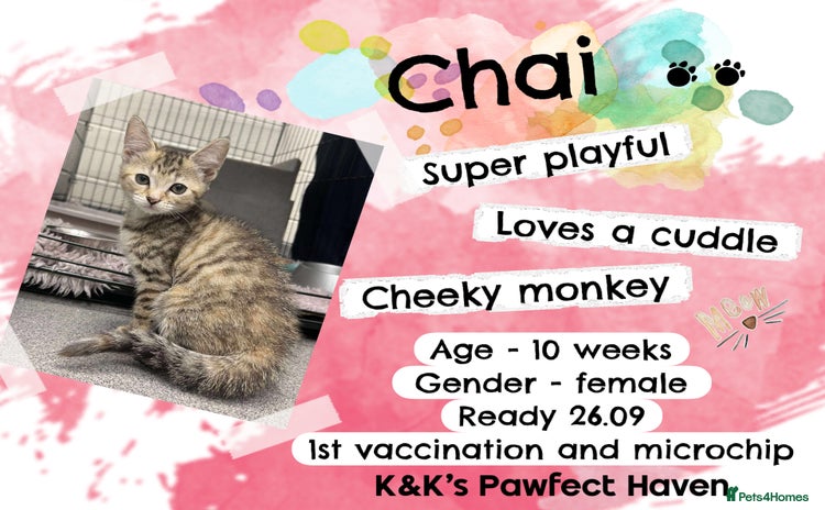 Domestic Shorthair cats - Advert 1