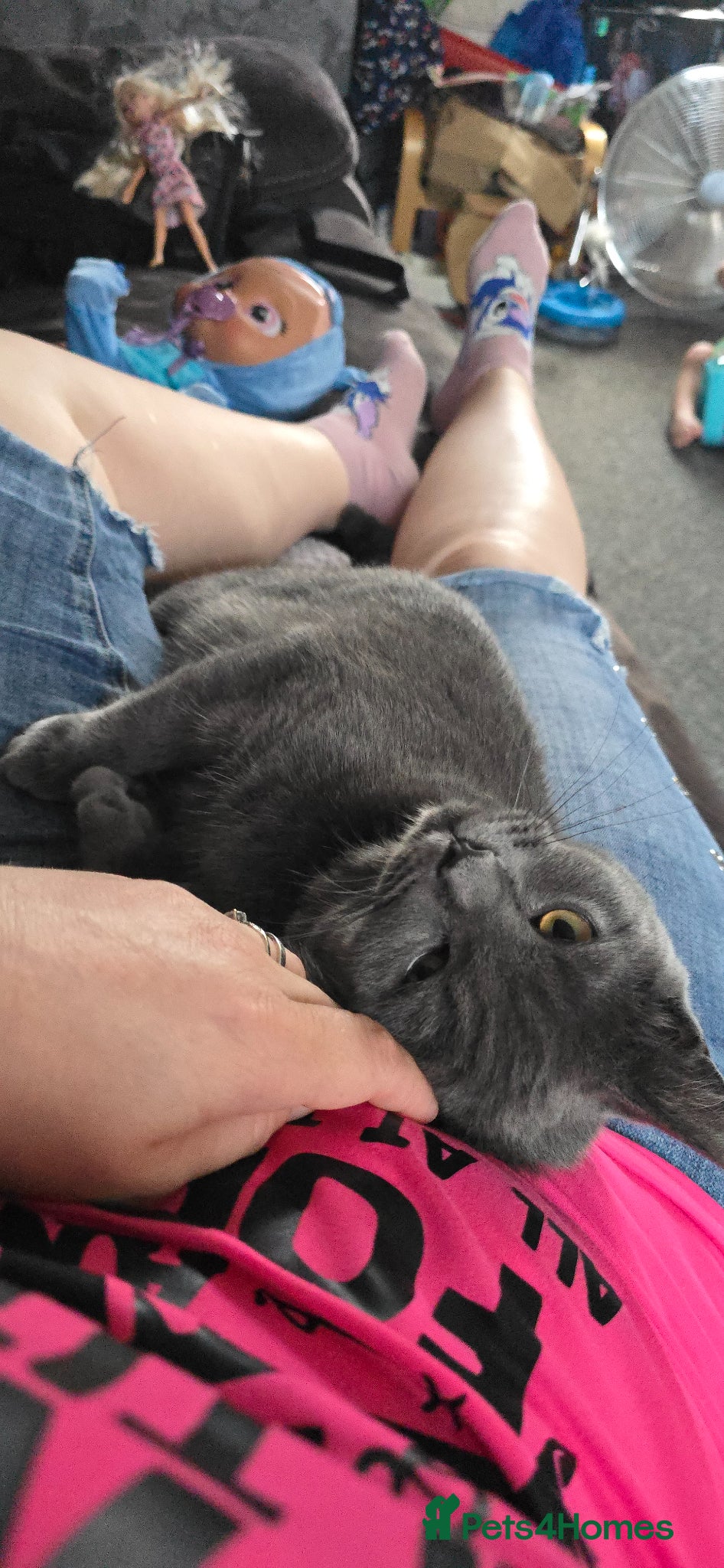 Scottish Fold cats Scottish fold x Ragdoll  - Advert 5