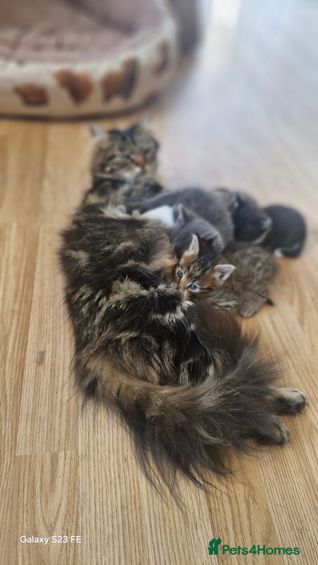 Mixed Breed cats for sale: British short-hair cross kittens - Image 7