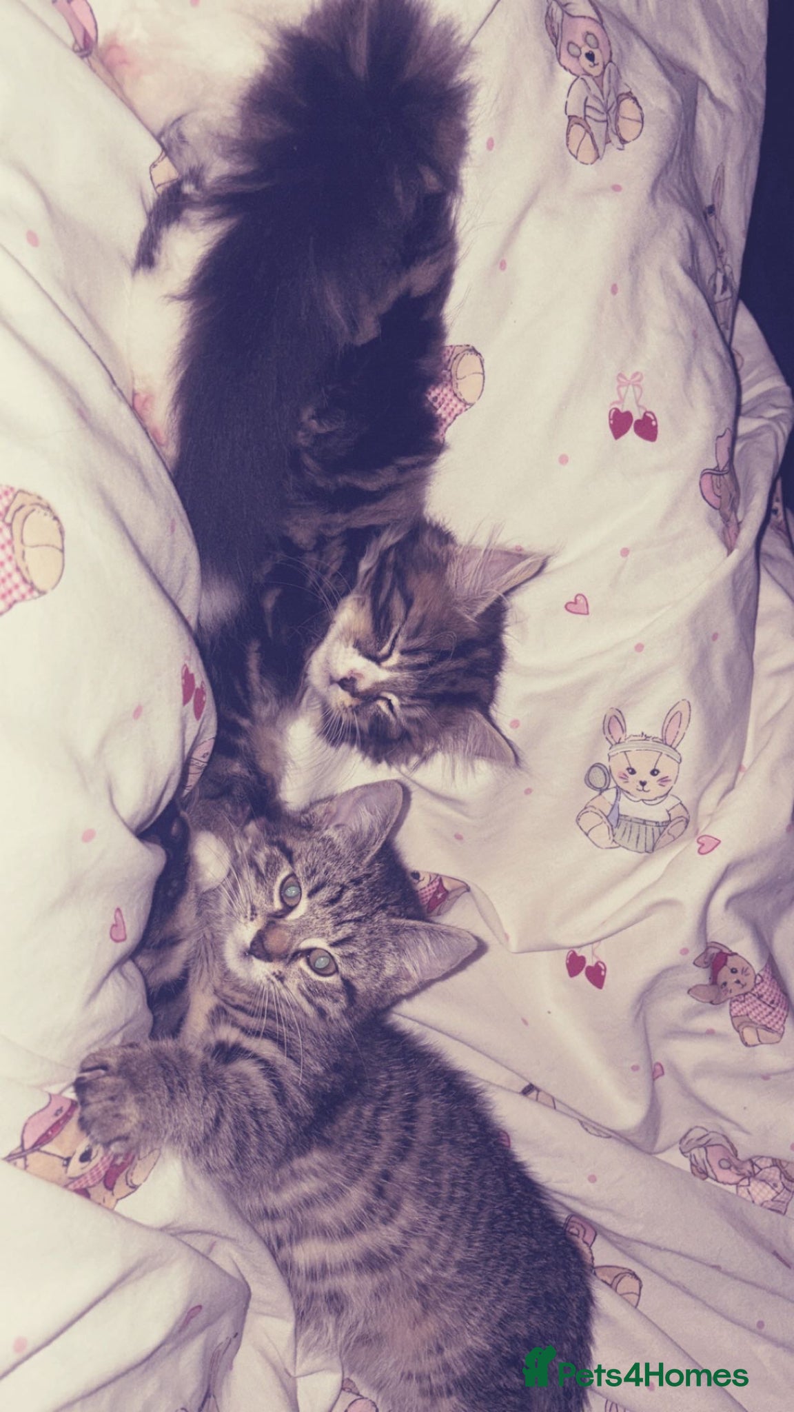 Mixed Breed cats urgent homes needed for my babies.  - Advert 4