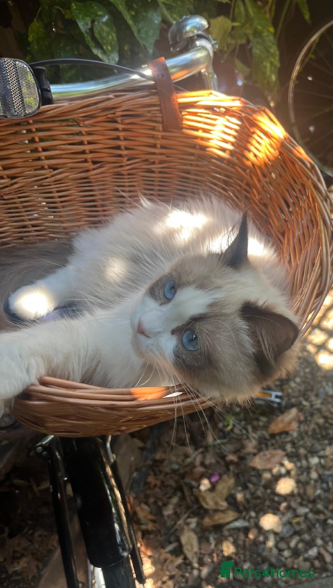 Ragdoll cats for sale: Beautiful Ragdoll cat - Advert 1