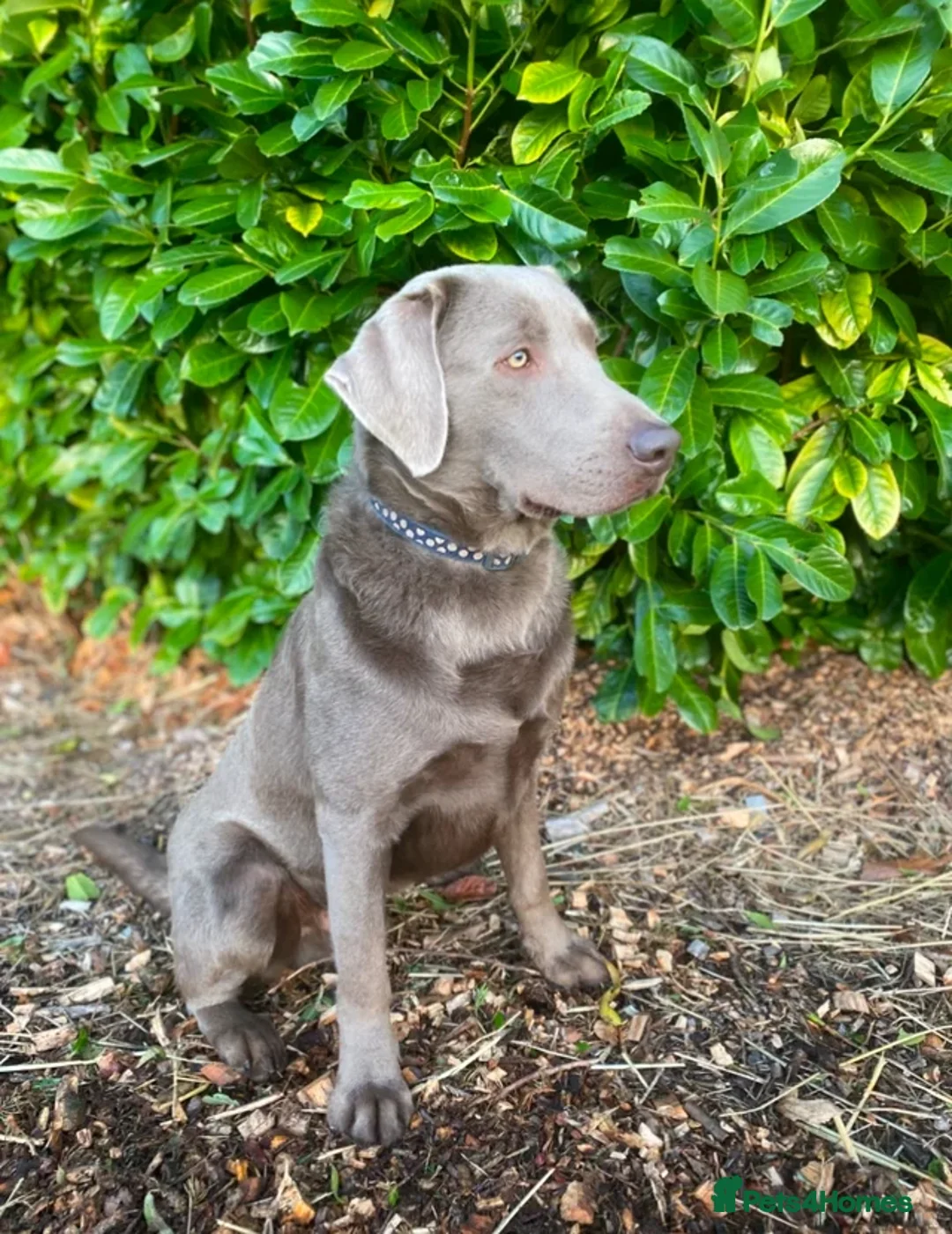 Labrador Retriever dogs for sale: Charcoal/silver Labrador puppies  - Advert 10