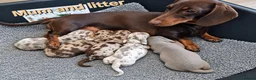Miniature Dachshund dogs for sale: Stunning Dachshund Puppies❤️Reservations Now Open! - Advert 8