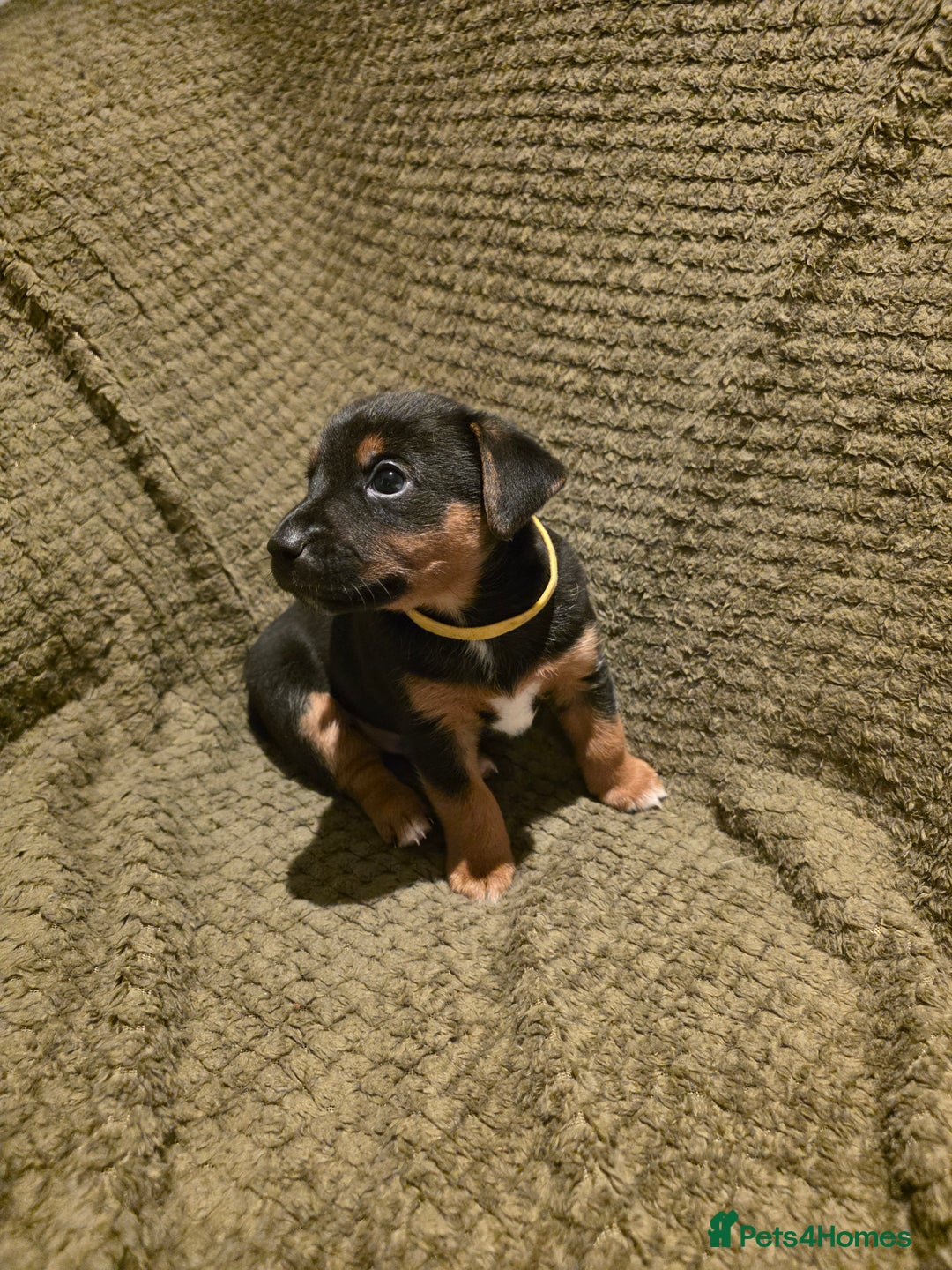 Jack Russell dogs for sale: Gorgeous Chunky Jack Russell Pups for sale - Advert 8