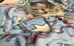 Persian cats for sale: Doll face Persian x - Image 14