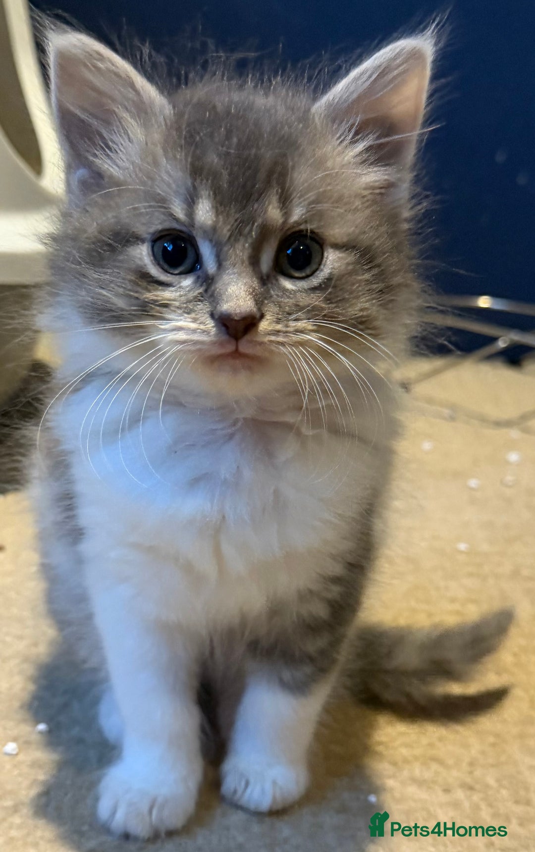 Mixed Breed cats for sale: Kittens - Advert 2