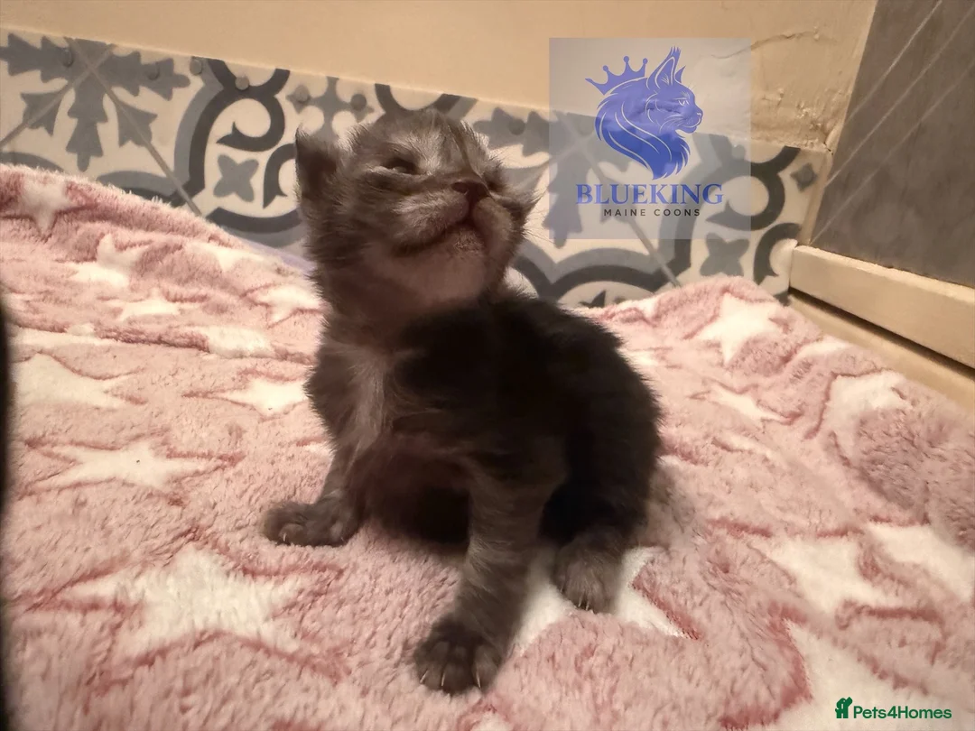 Maine Coon cats for sale: 👑 Stunning pedigree Maine coon kittens 👑  - Advert 15
