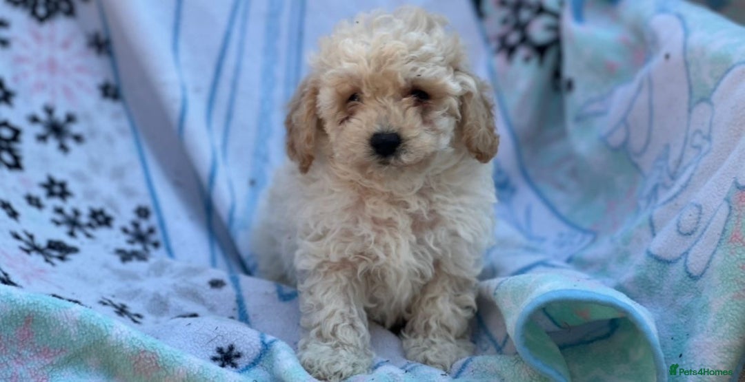 Poochon dogs for sale: Beautiful Poochons  - Image 34