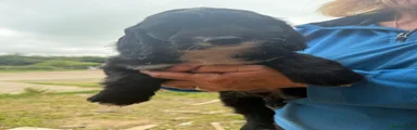 Cockapoo 1