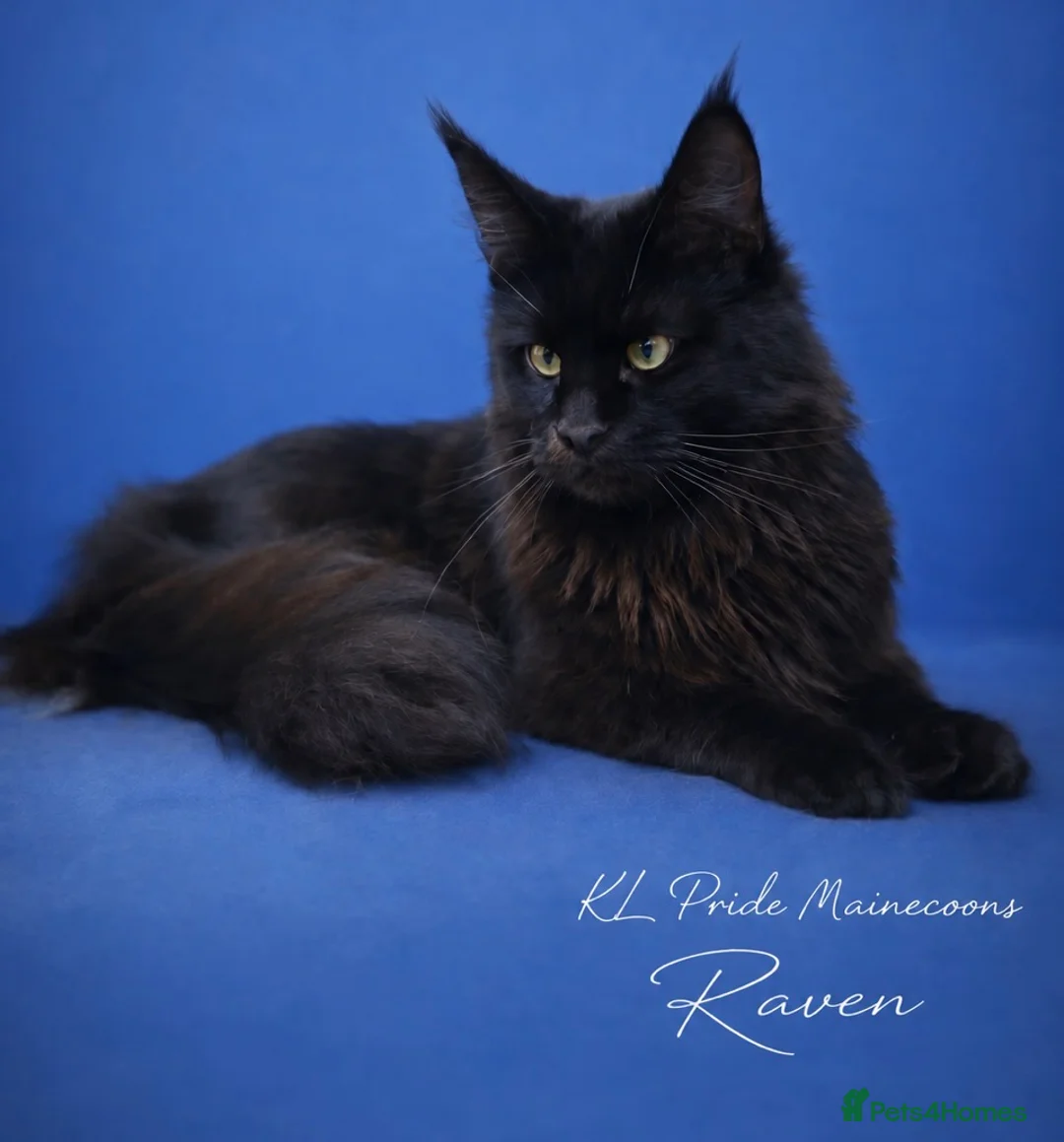 Maine Coon cats for sale: TICA Maine Coon Kittens | Russian & European Lines - Advert 1