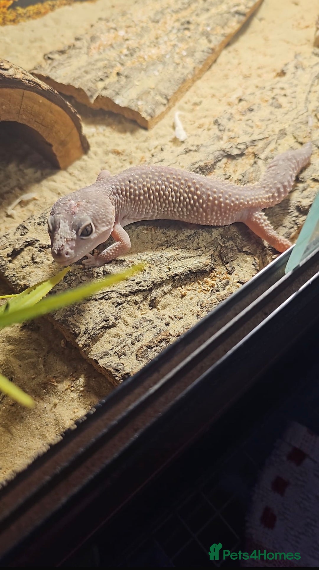 Leopard Gecko reptiles for sale: 4 leopard Geckos 1 black knight gecko - Advert 4
