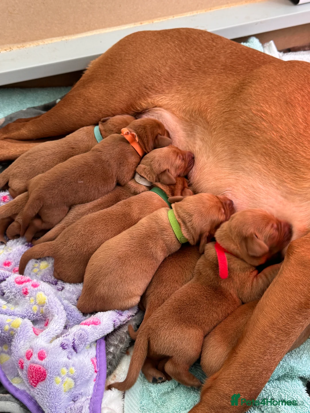 Labrador Retriever dogs for sale: Beautiful Red Fox Puppies - Advert 2