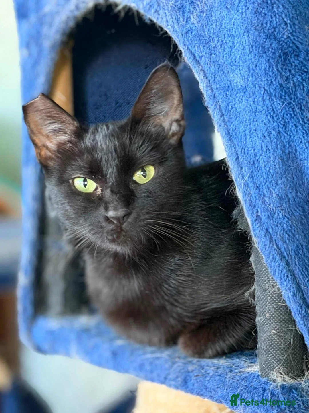 Mixed Breed cats for adoption: Muru and Mona Bonded Pair  - Advert 1