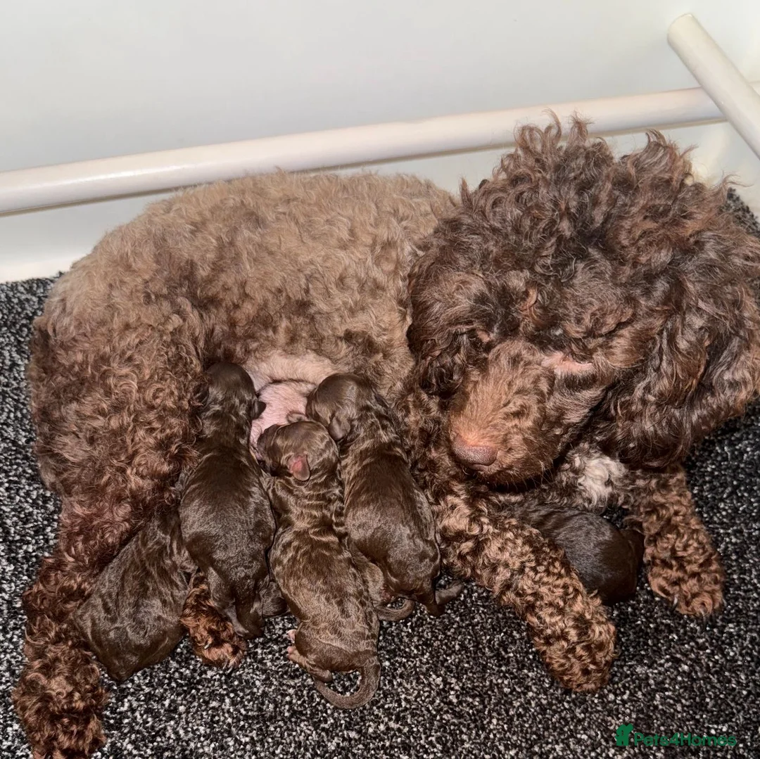 Miniature Poodle dogs for sale: Stunning Chocolate Miniature Poodles - Advert 30