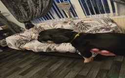 French Bulldog dogs for sale: French bull dog Puppies - Image 4