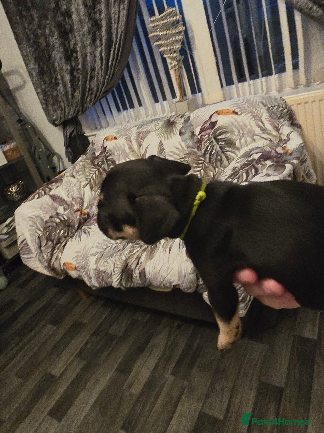 French Bulldog dogs for sale: French bull dog Puppies - Image 4