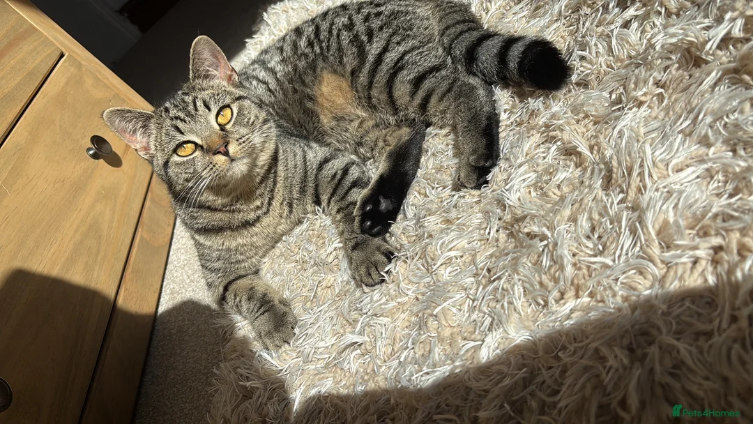 Mixed Breed cats for sale: Two gorgeous girl kittens  - Advert 1