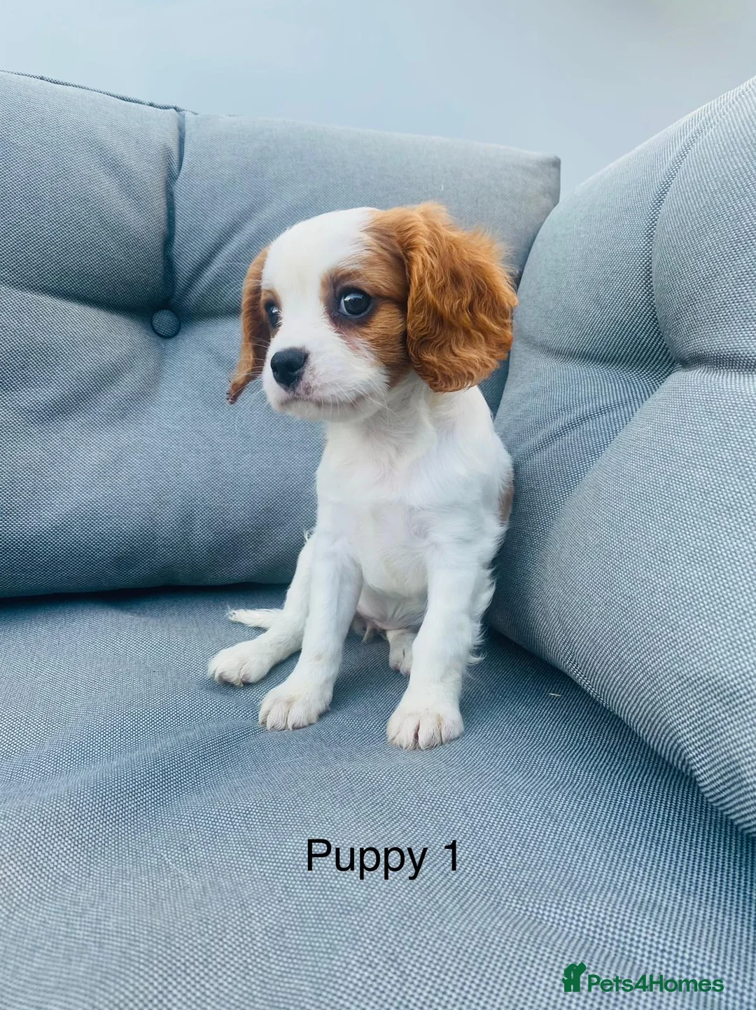 Cavalier King Charles Spaniel dogs for sale: Last girl remaining - Advert 5