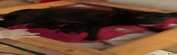 Mixed Breed dogs for sale: 8 puppies for sale  - Advert 4