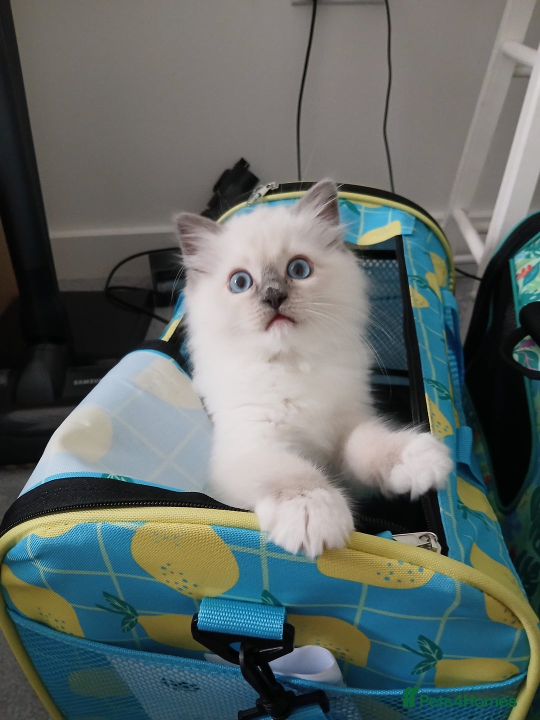 Ragdoll cats for sale: SUPER SWEET AND HAPPY KITTEN - Image 4