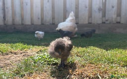 Chickens poultry for sale: Black & Paint Silkies - Image 4