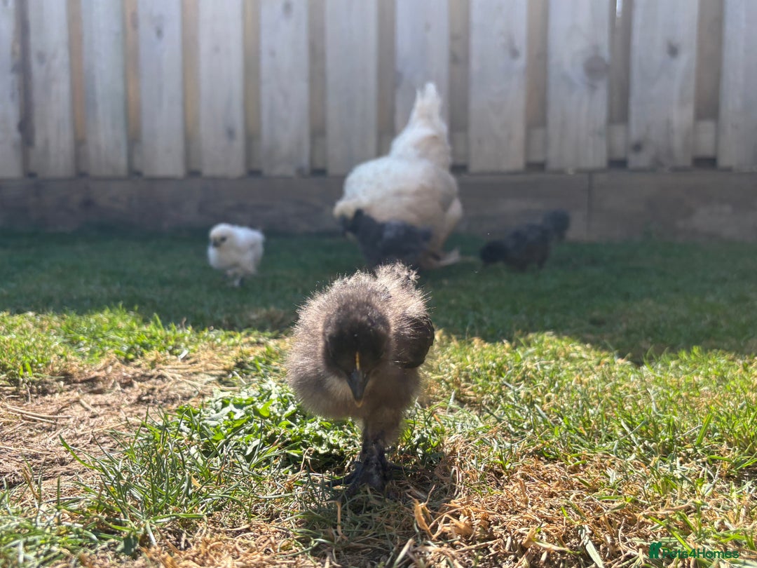 Chickens poultry for sale: Black & Paint Silkies - Image 4