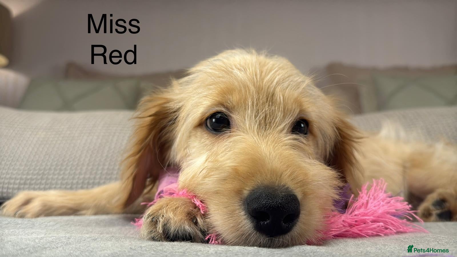 Goldendoodle dogs FULLY VACCINATED AND ABLE TO GO OUT ON WALKS.  - Advert 1