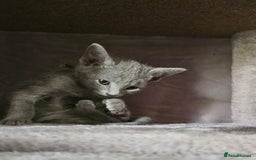 Russian Blue cats for sale: Mix Russian Blue and Maine Coon - Image 5